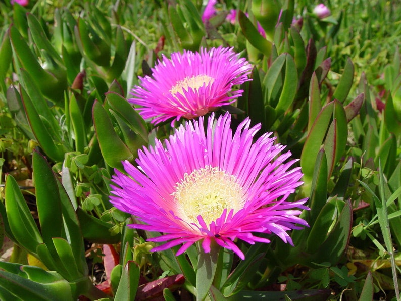 Carpobrotus edulis Edible Ice Plant rare exotic succulent