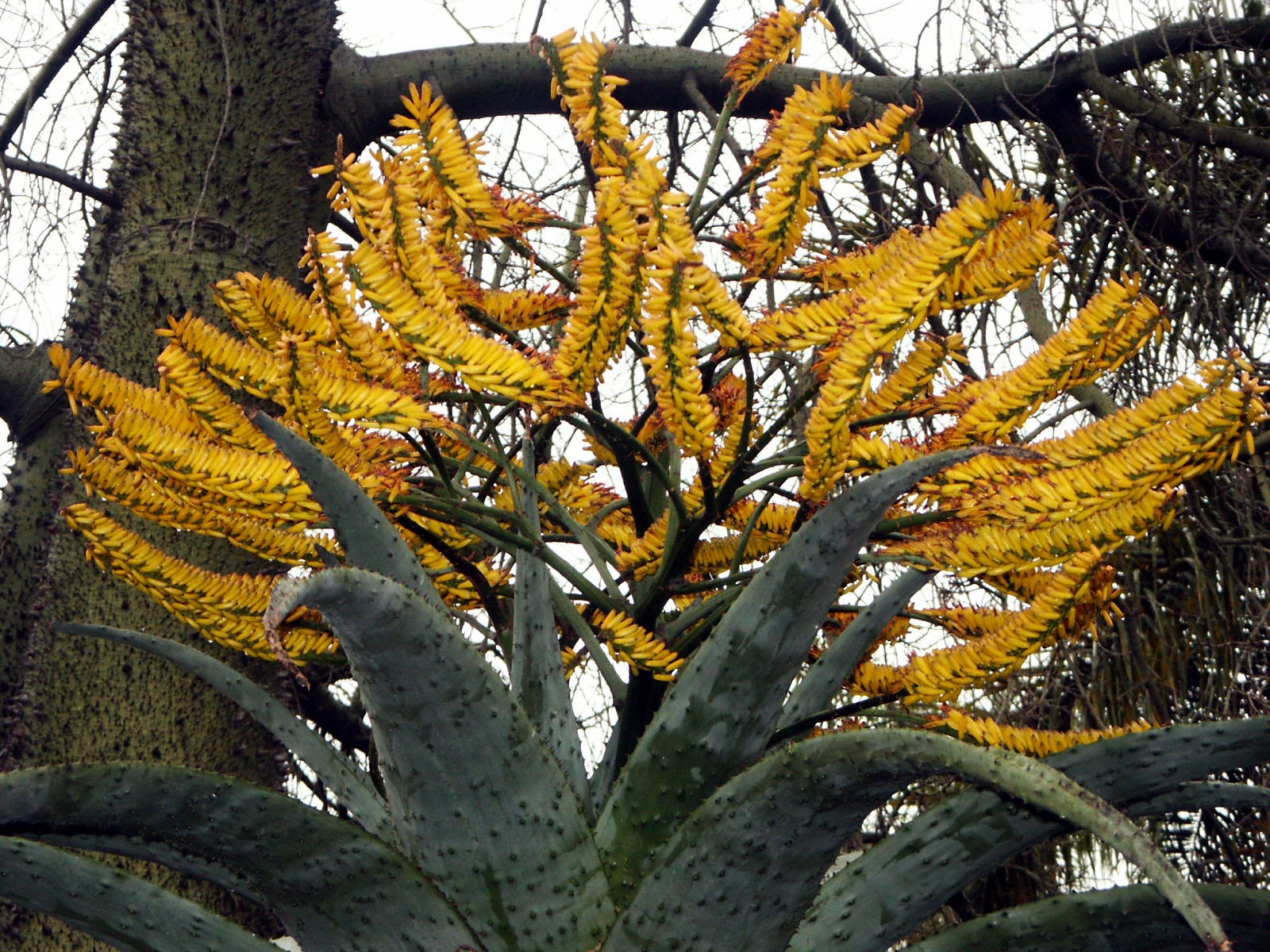 Aloe hercules plant - Etsy 日本