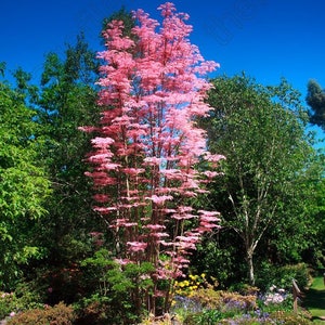 Toona Sinensis var. FLAMINGO Chinese toon, Chinese mahogany 30 Seeds image 6