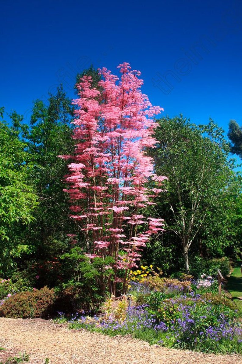 Toona Sinensis var. FLAMINGO Chinese toon, Chinese mahogany 30 Seeds image 6