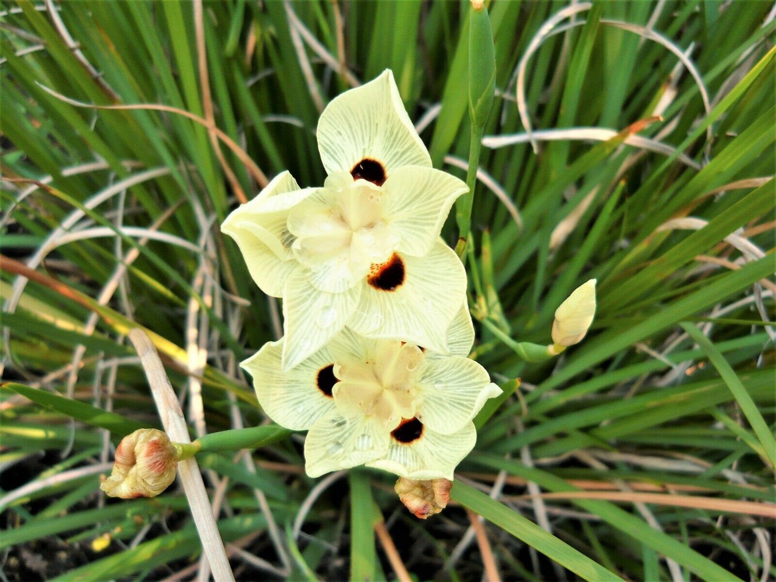 Moraea южноафриканская