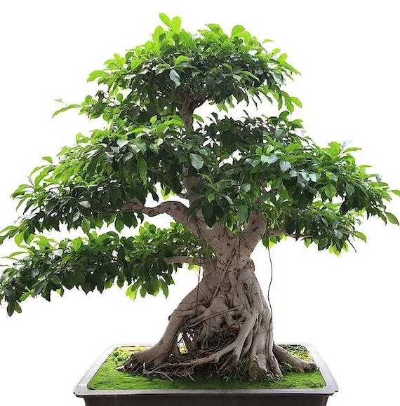 Ficus habrophylla 10 Seeds New Caledonia Fig Red Fig Gof Fig