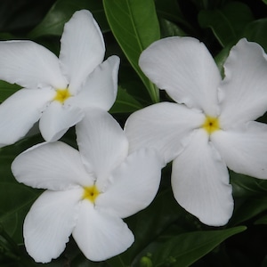 Tabernaemontana divaricata - Crape Jasmine, East India Rosebay - 5 zaden