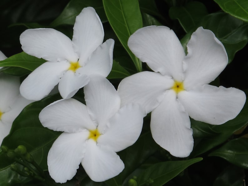 Tabernaemontana divaricata Crape Jasmine, East India Rosebay 5 seeds image 1