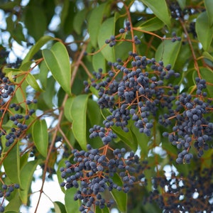 Puede incluir: Primer plano de una rama de árbol con bayas de color azul oscuro y hojas verdes.