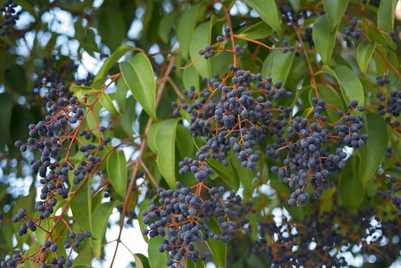 Ligustrum japonicum - Wachsblttriger Liguster - 25 Samen - Etsy sterreich