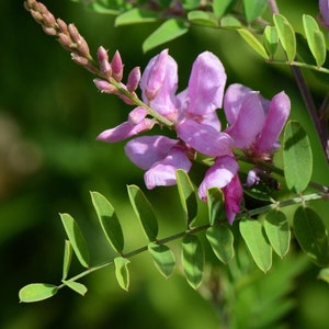 Semi di Indigofera tinctoria, Anila tinctoria, True Indigo - 100 semi
