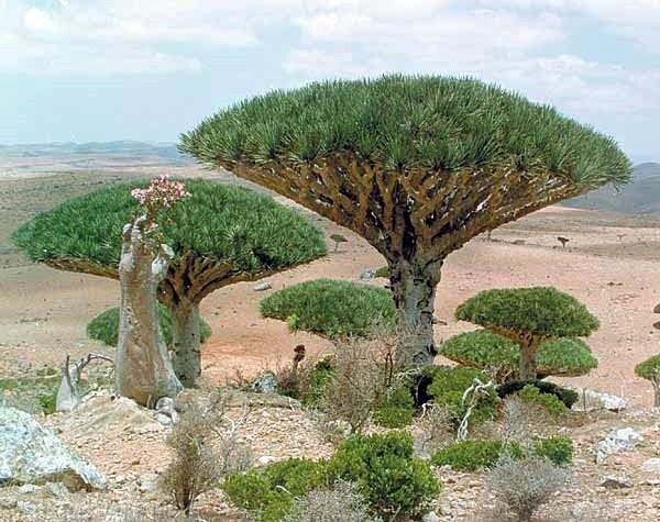 Dragon Tree Bonsai
