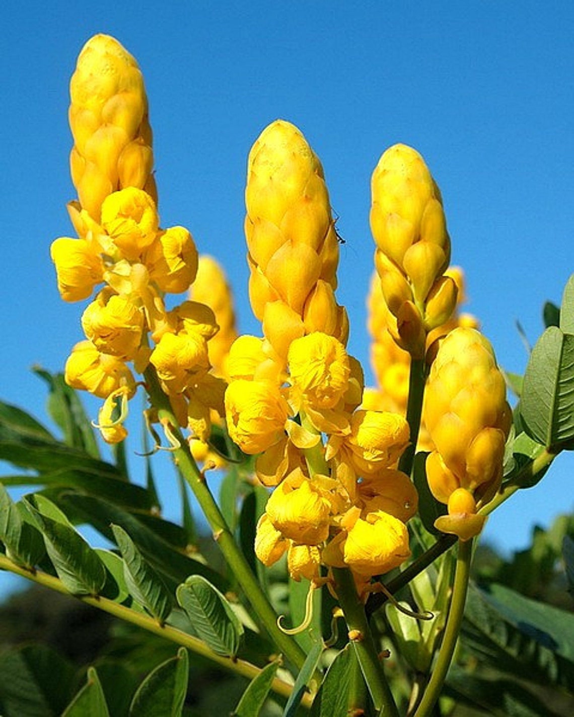 Candlestick Cassia Senna Alata Candelabra Tree Medicinal Seeds Etsy