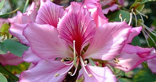 Bauhinia Variegata - Pink Orchid Tree - 5 Seeds ** Very Fresh Seeds ** -  Etsy Finland