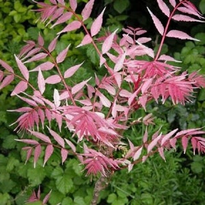 Toona Sinensis var. FLAMINGO Chinese toon, Chinese mahogany 30 Seeds image 8