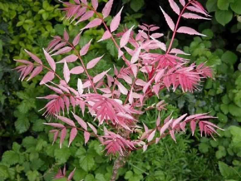 Toona Sinensis var. FLAMINGO Chinese toon, Chinese mahogany 30 Seeds image 8