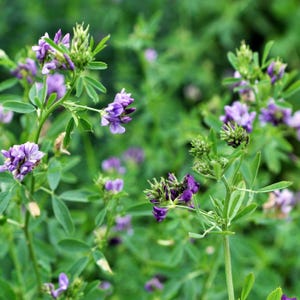 Medicago sativa, Alfalfa, Flower Heirloom - 1000 to 2000 Seeds