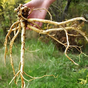 Perennial Herb Astragalus Membranaceus Propinquus Herbal Tea Milkvetch 50 Seeds