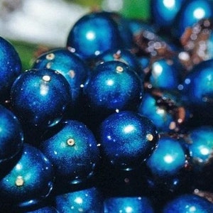 Pollia Condensata Metallic Blue Pearl 20 Seeds image 9