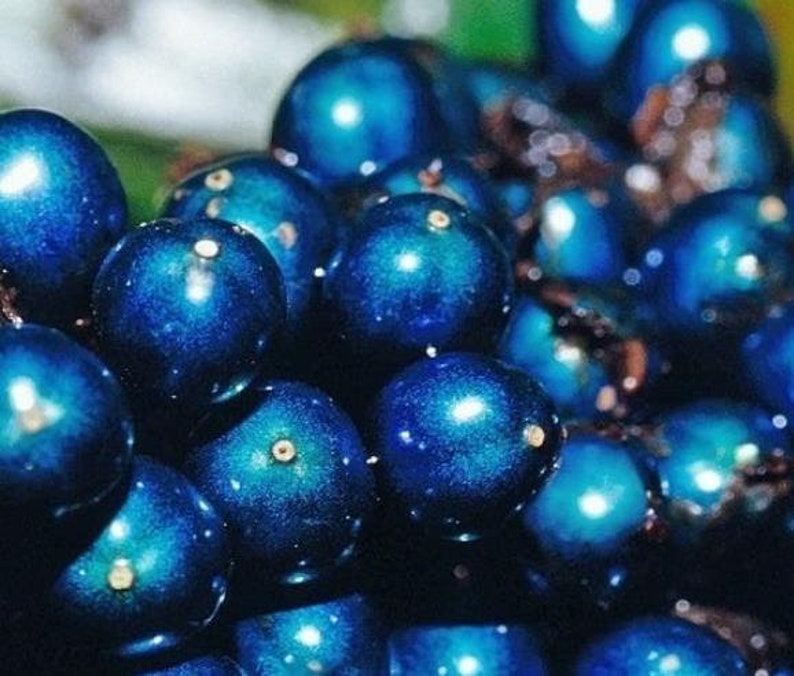 Pollia Condensata Metallic Blue Pearl 20 Seeds image 9