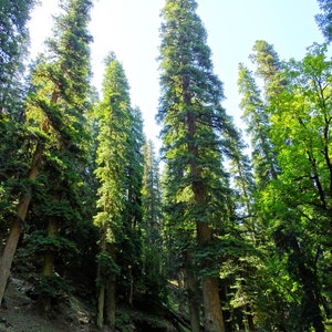 Abies pindrow West Himalayan Fir 20 Seeds image 7