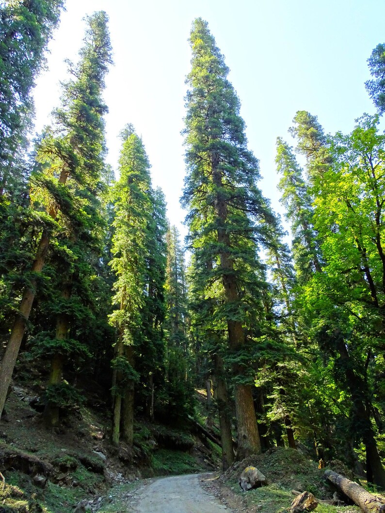 Abies pindrow West Himalayan Fir 20 Seeds image 7