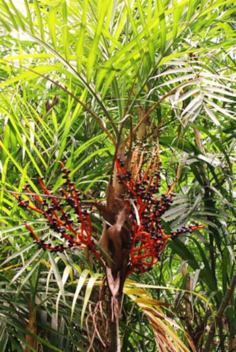 Chamaedorea seifrizii Bambu Palm Reed palms ornamental home Etsy