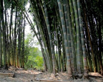 Dendrocalamus Strictus Seeds - Iron Bamboo, Male Bamboo