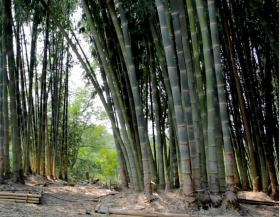 Dendrocalamus Strictus - 100 Seeds - Iron Bamboo, Male Bamboo