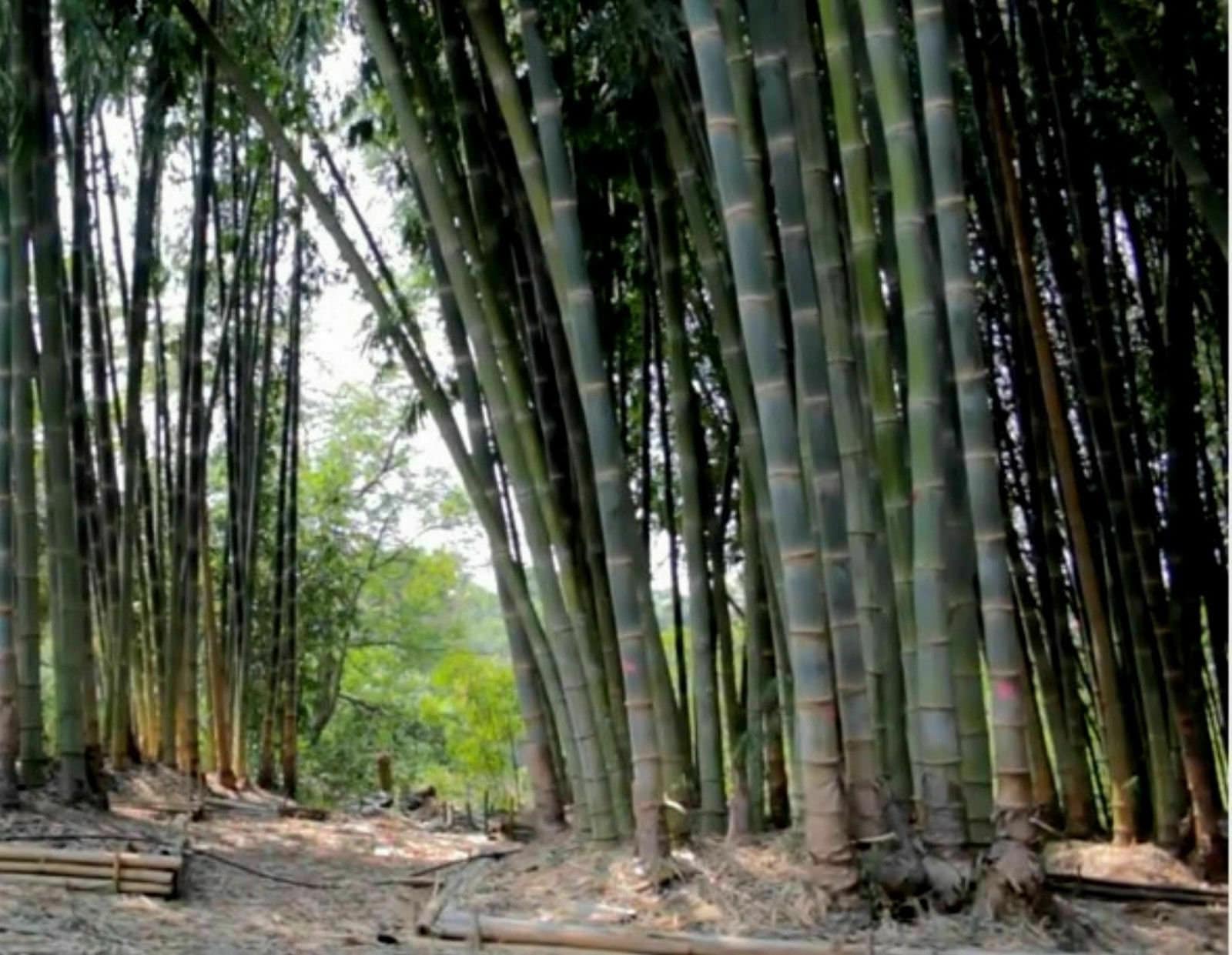 Dendrocalamus Strictus 100 Seeds Iron Bamboo Male Bamboo Etsy