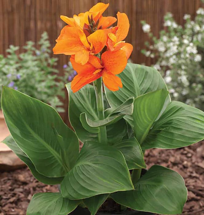 Canna lily plant - Etsy 日本