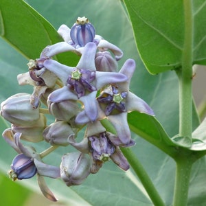 Calotropis gigantea purple Giant Milkweed, Crown Flower 5 Seeds image 3