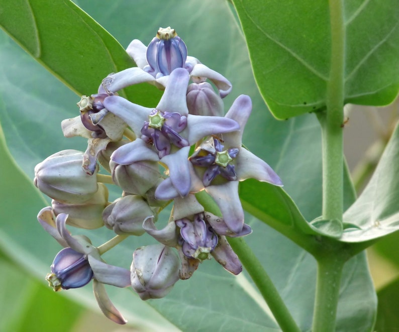 Calotropis gigantea purple Giant Milkweed, Crown Flower 5 Seeds image 3