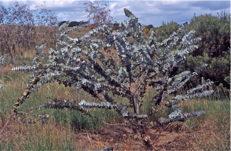 Eucalyptus rhodantha