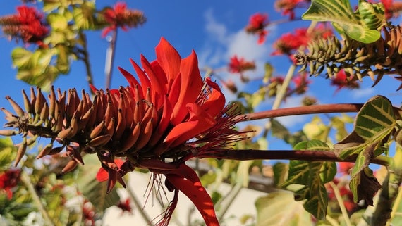 Erythrina Variegata - Tiger's Claw, Indian Coral Tree - 5 Seeds - Etsy  Finland