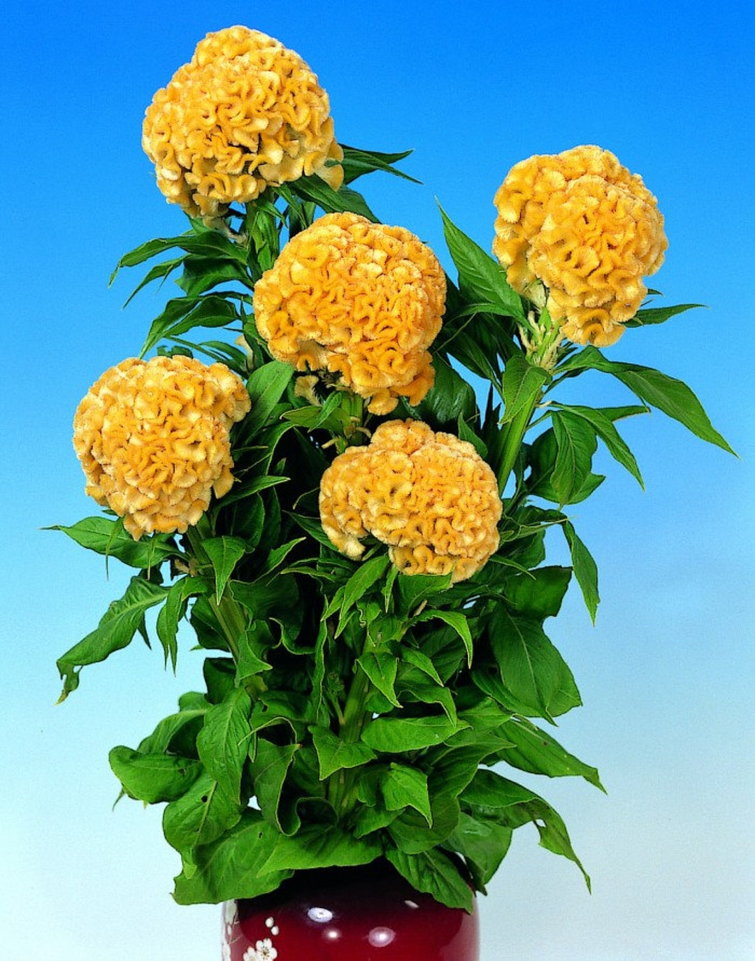 Hahnenkamm Blume Gelb