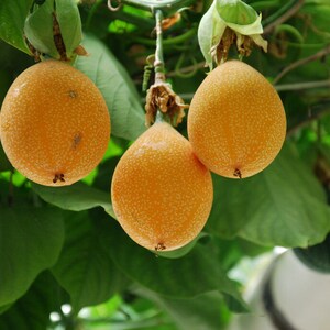 Passiflora ligularis 40 Seeds Sweet Passion Fruit Sweet Granadilla Maracuja image 4