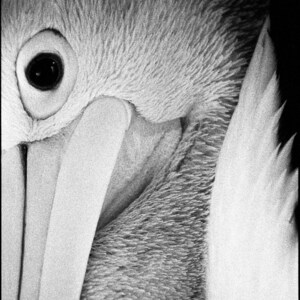 Pelican