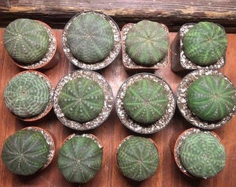 Euphorbia obesa Multiple heads cactus Succulent plants Home Bonsai Decor