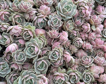 Echeveria Lola succulent pink pastel