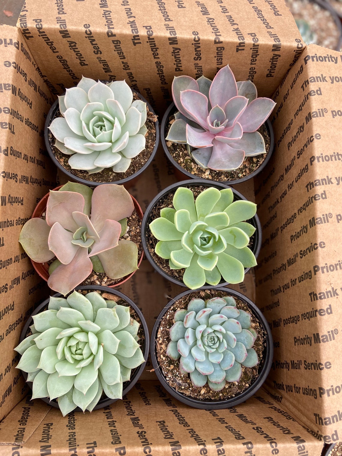 Assorted Live Succulent Pack starter kit set of 6 live Etsy