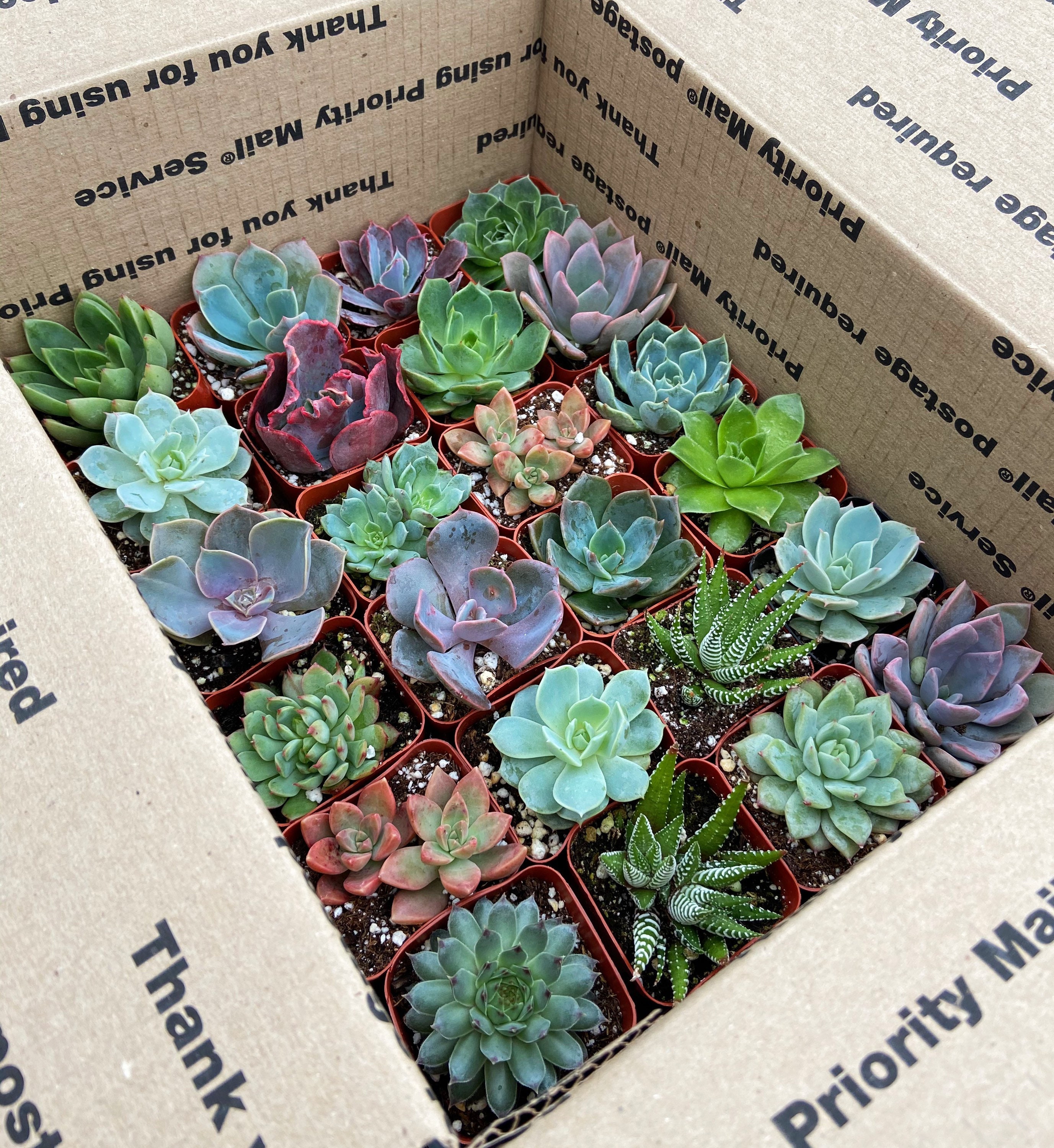 Assortment of 9 Live Succulent Plants Hand Selected Variety Etsy