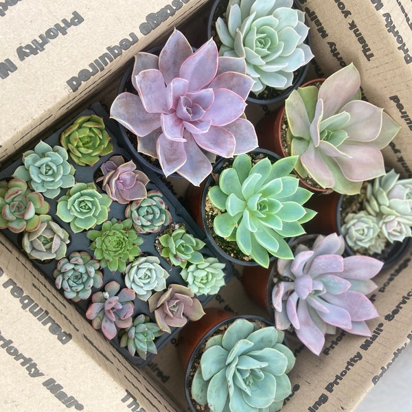 Mini Assorted Succulents Etsy