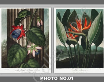 Set von 2 Blumendrucke, Set No.001B, antike botanische Drucke, Giclée, Kunstdruck, botanische Drucke, Wandkunst, Druck, Cottage Dekor, Poster