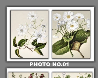 Set of 2 Floral Prints, Set No.030, Antique Botanical Prints, Art Print, Botanical Prints, Wall Art, Print, Cottage Decor, Botanical Art
