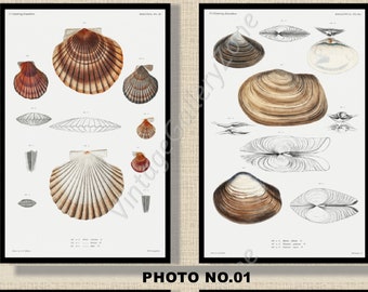 Set of 2 Botanical Prints, Set No.053, Antique Marine Biology Art Prints, Sea Life Prints, Science Vintage Art, Undersea Life Vintage Poster