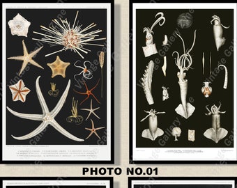 Set of 2 Botanical Prints, Set No.057, Antique Marine Biology Art Prints, Sea Life Prints, Science Vintage Art, Undersea Life Vintage Poster