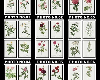 Set von 4 Blumendrucke, Set Nr. 007, antike botanische Drucke von Rosen, Giclée, Kunstdruck, botanische Drucke, Wandkunst, Druck, Home Decor, Poster