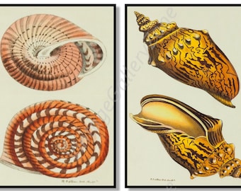 Ensemble de 2 estampes botaniques, Set No.094, Gravures d’art de coquillages marins anciens, Impressions de la vie marine, Art vintage de la science, Affiche vintage de la vie sous-marine