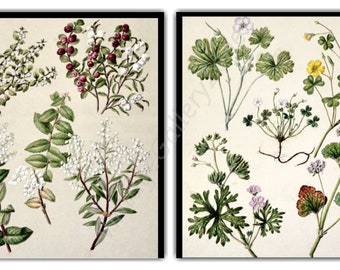 Conjunto de 2 estampados florales, Set No.029, Impresiones botánicas antiguas, Impresión de arte, Impresiones botánicas, Arte de pared, Impresión vintage, Decoración de cabaña, Cartel