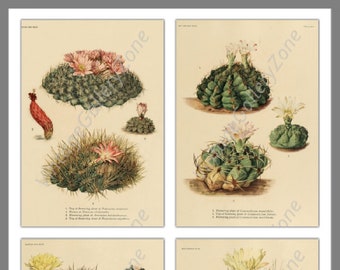 Set of 4 Cactus Prints, Set No.149,  Antique Botanical Prints, Cactus Vintage Poster, Art Print, Botanical Prints, Wall Art, Cottage Decor
