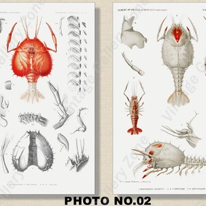 Set of 2 Botanical Prints, Set No.060, Antique Marine Biology Art Prints, Sea Life Prints, Science Vintage Art, Undersea Life Vintage Poster PHOTO NO.02