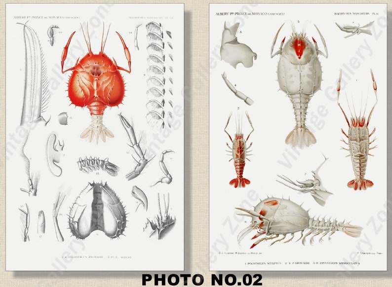 Set of 2 Botanical Prints, Set No.060, Antique Marine Biology Art Prints, Sea Life Prints, Science Vintage Art, Undersea Life Vintage Poster PHOTO NO.02