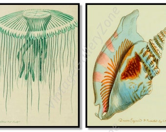 Set de 2 estampes botaniques, Set No.096, Antique Marine Shells Art Prints, Sea Life Prints, Science vintage Art, Undersea Life vintage Poster